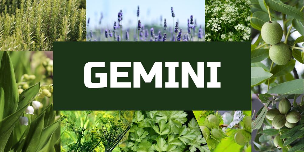 Lucky plants for Gemini