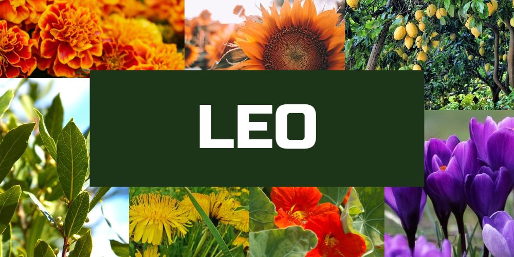 Lucky plants for Leo