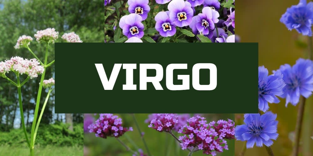 Lucky plants for Virgo