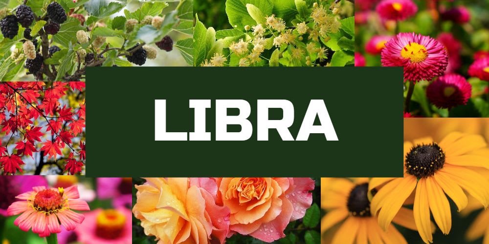 Lucky plants for Libra