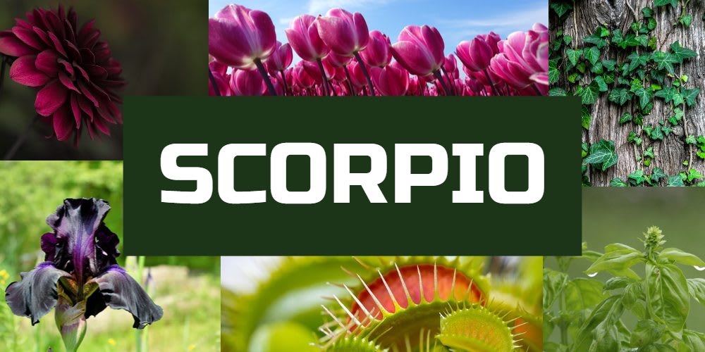 Lucky plants for Scorpio