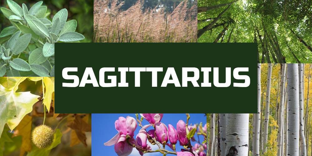 Lucky plants for Sagittarius