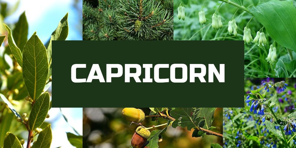 Lucky plants for Capricorn