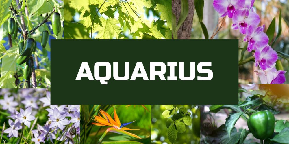 Lucky plants for Aquarius