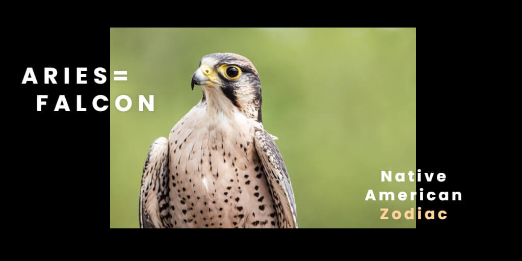 Native American Zodiac Falcon