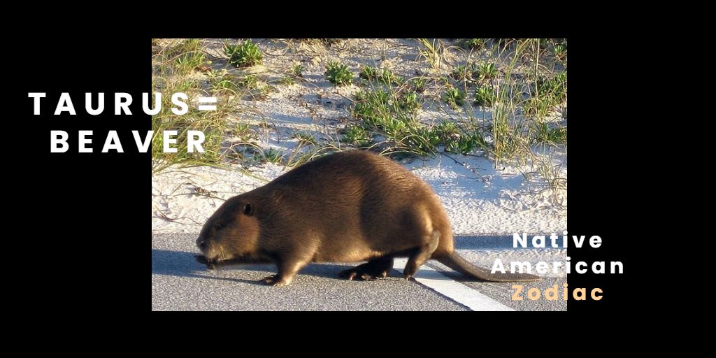 Native American Zodiac Beaver