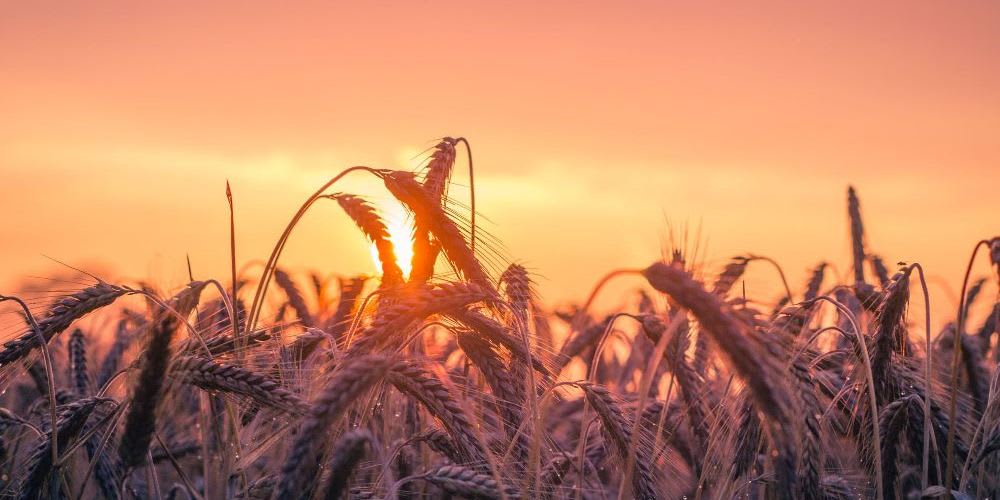 The harvest moon can fall in either September or October, so it's important to check the date every year.