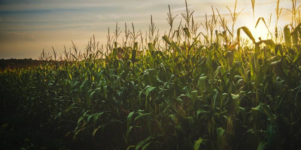 The corn moon signifies it's time for harvest and preparation for the winter.