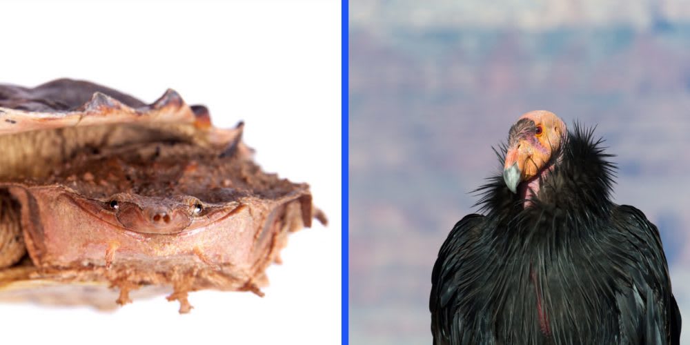 Mata mata turtle or California Condor: who looks scarier to you?