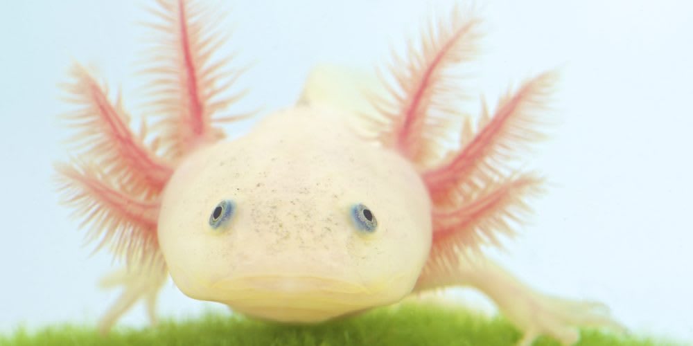 Top 10 Weirdest-Looking Animals