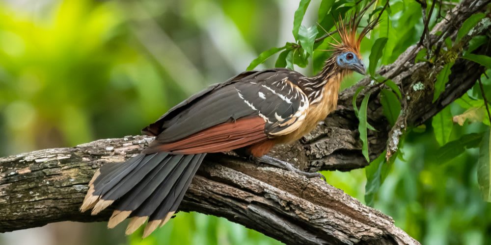 Hoatzin is as pretty as it is stinky