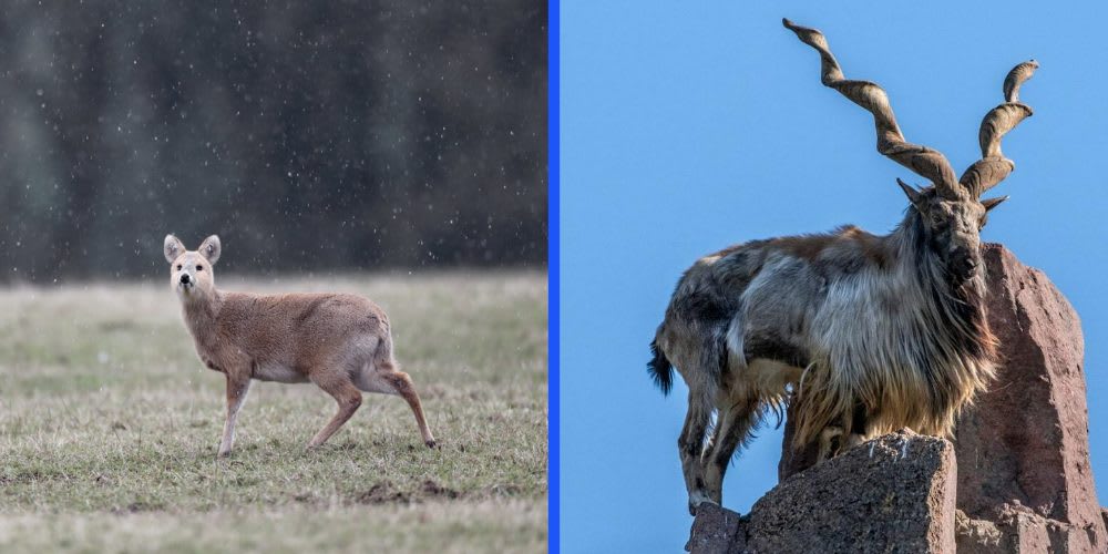 Vampire deer and markhor look nothing like the relatives they really are