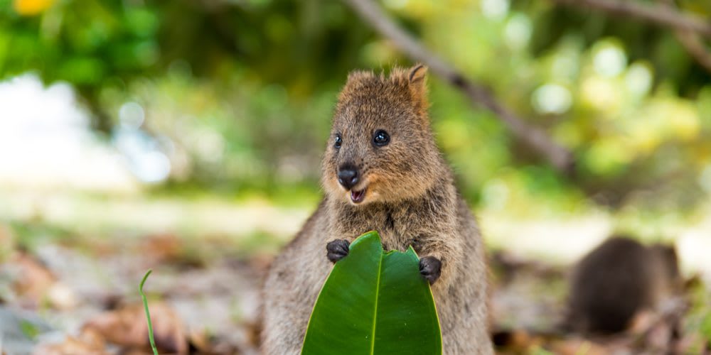 Can I be as photogenic as a quokka, please?