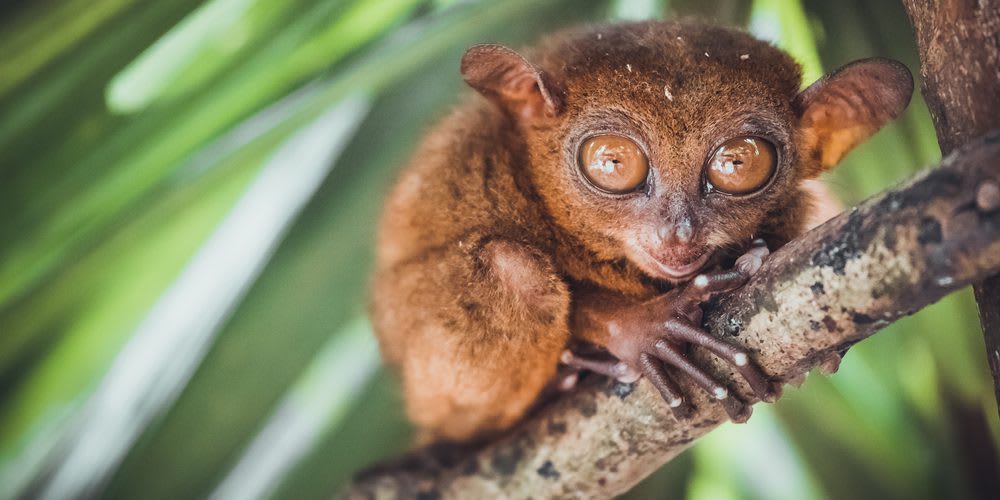 Tarsier has enormous eyes