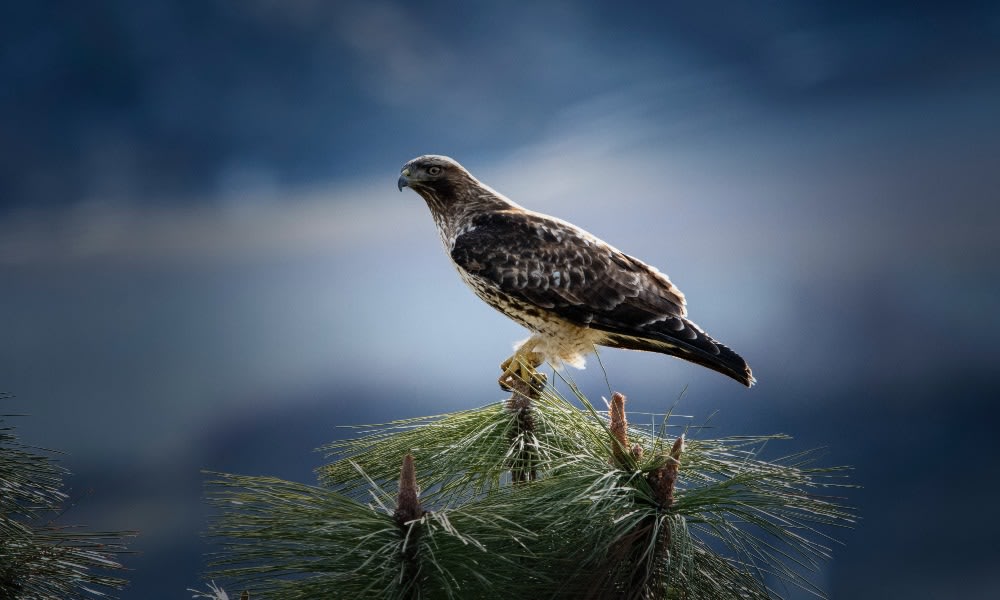 Red Hawk Totems are precision hunters