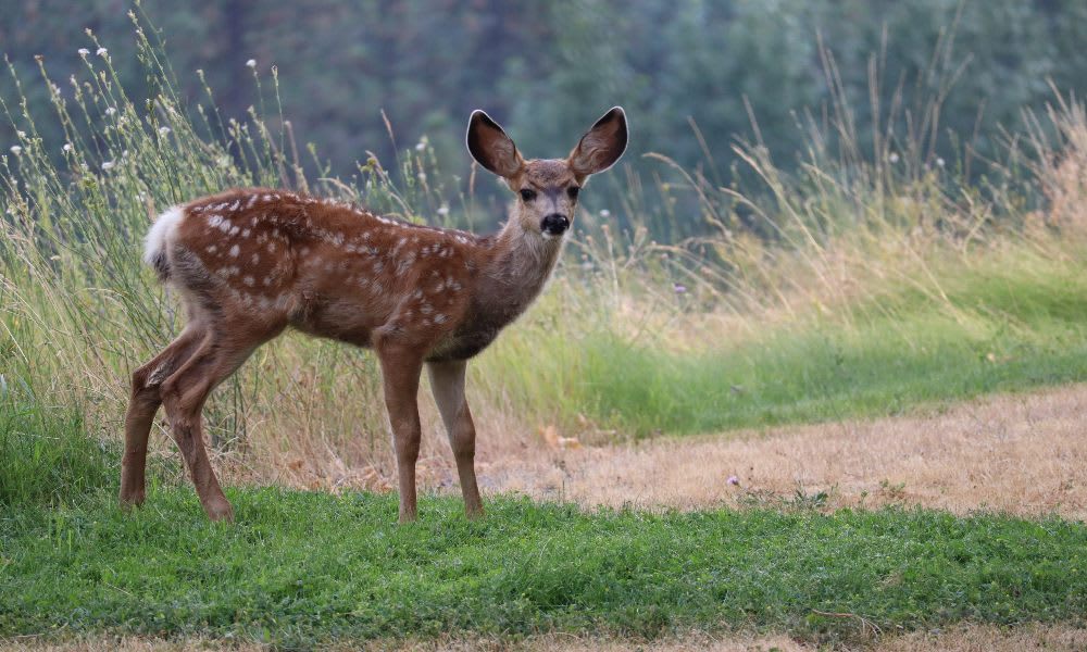 Deer Totems move skillfully through life