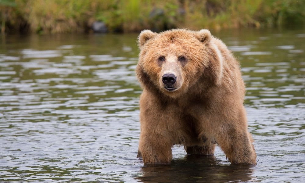 Brown Bear Totems are inquisitive and intelligent by nature