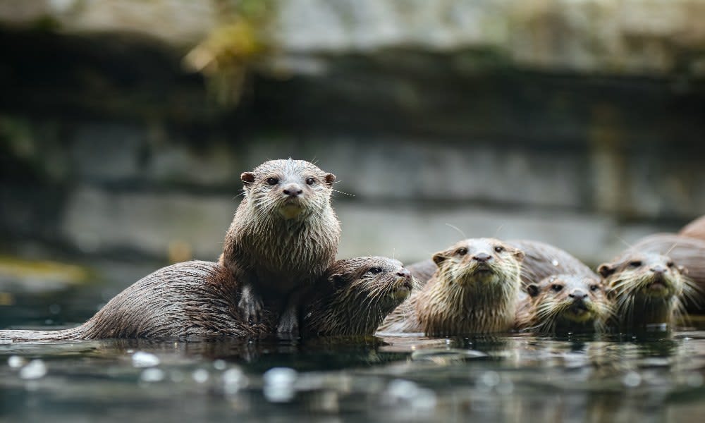 Otter Totems live life on their terms