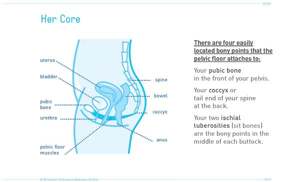 Pelvic Floor Muscle Training For Incontinence Independence Australia