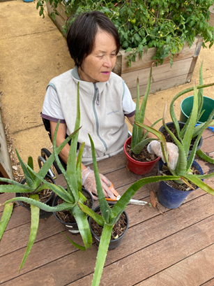 Women with aloe vera plants 