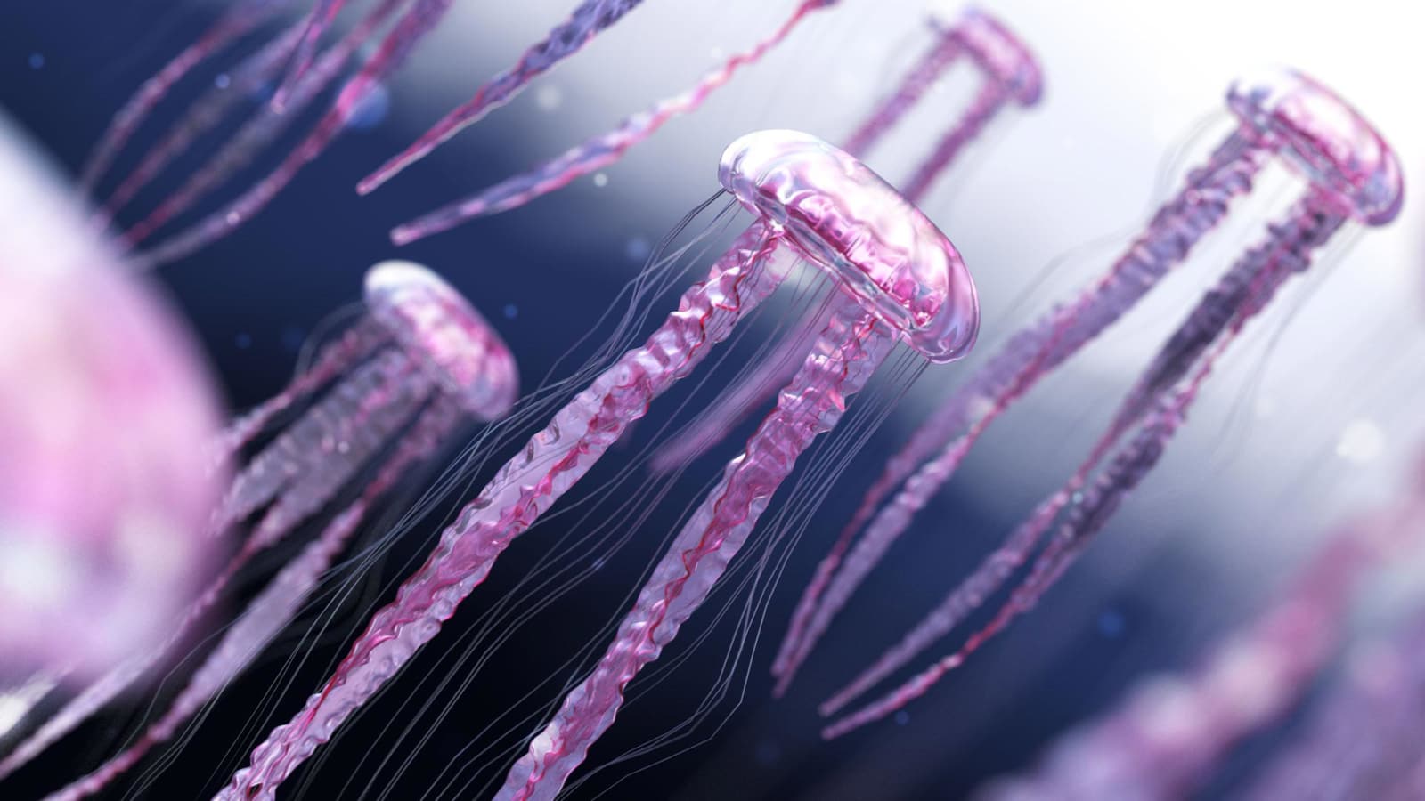Rendering of Jellyfish