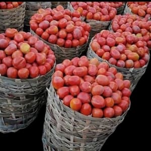 Fresh Tomatoes (Big Basket)