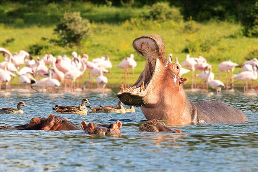 Lake Naivasha, Kenya