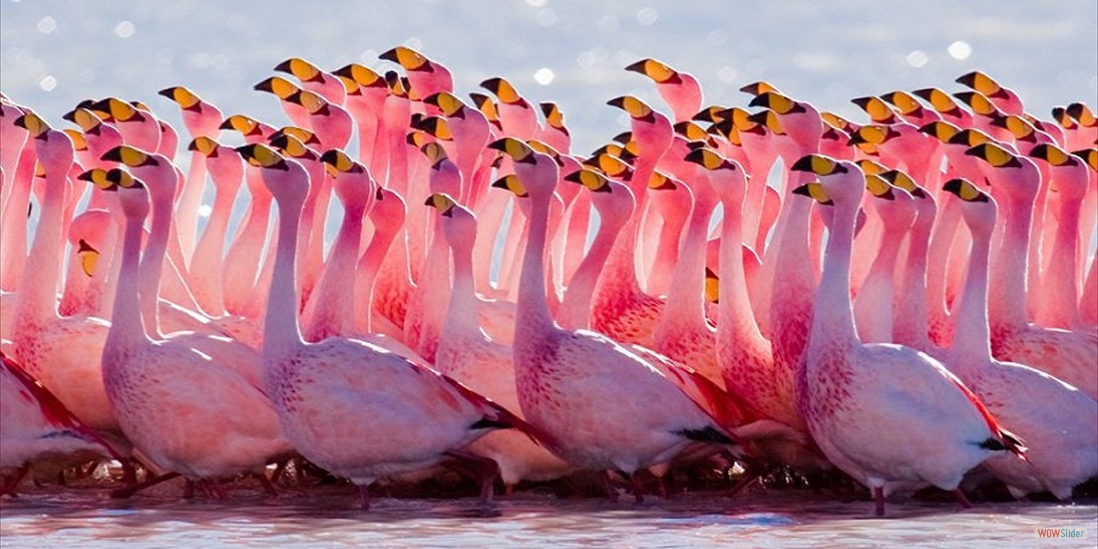 Lake Nakuru, Kenya