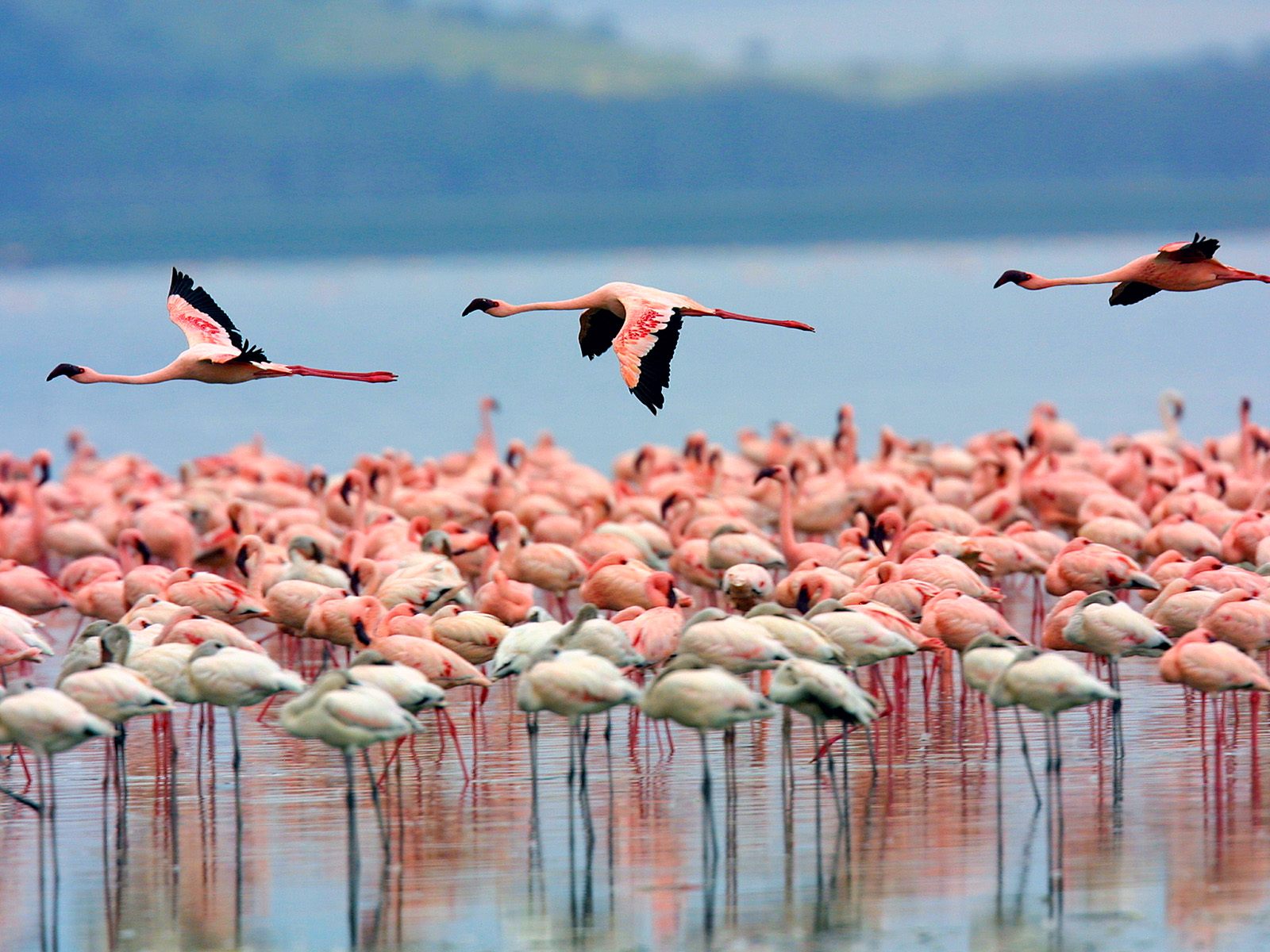 Lake Nakuru, Kenya