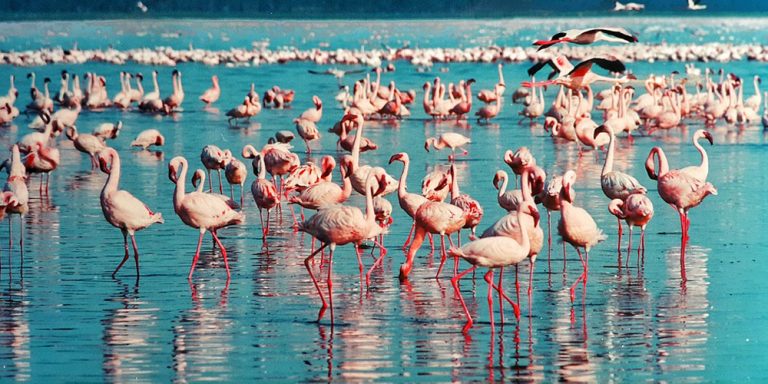 Lake Nakuru, Kenya