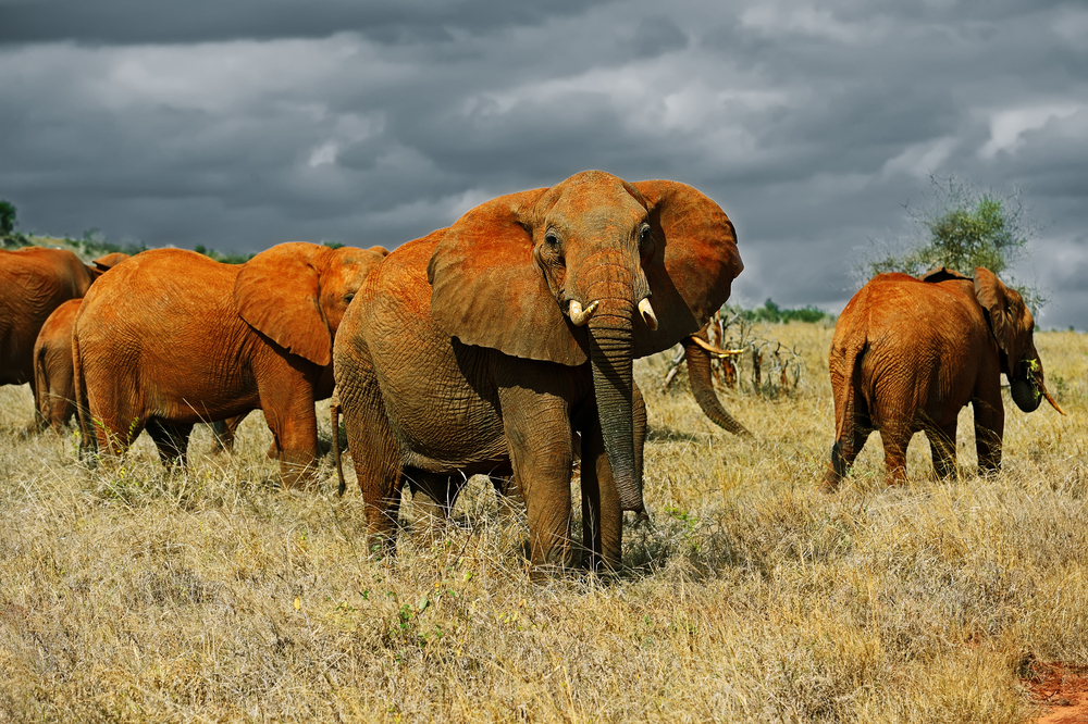 Tsavo East, Kenya