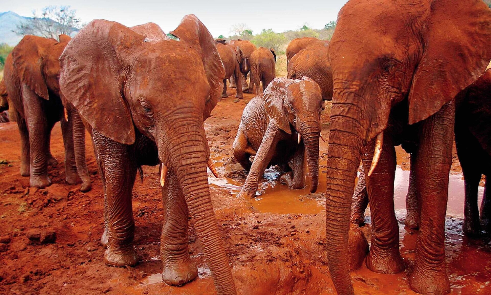 Tsavo East, Kenya