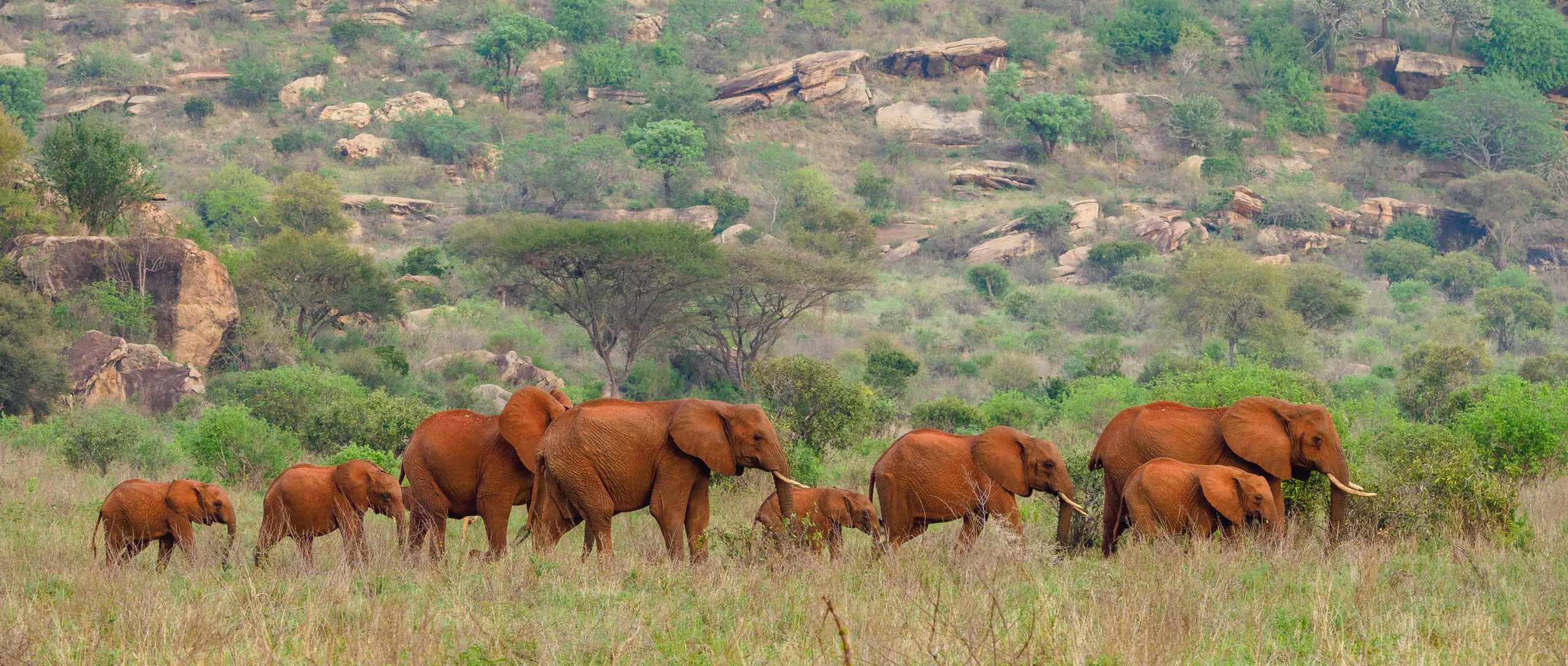 Tsavo East, Kenya