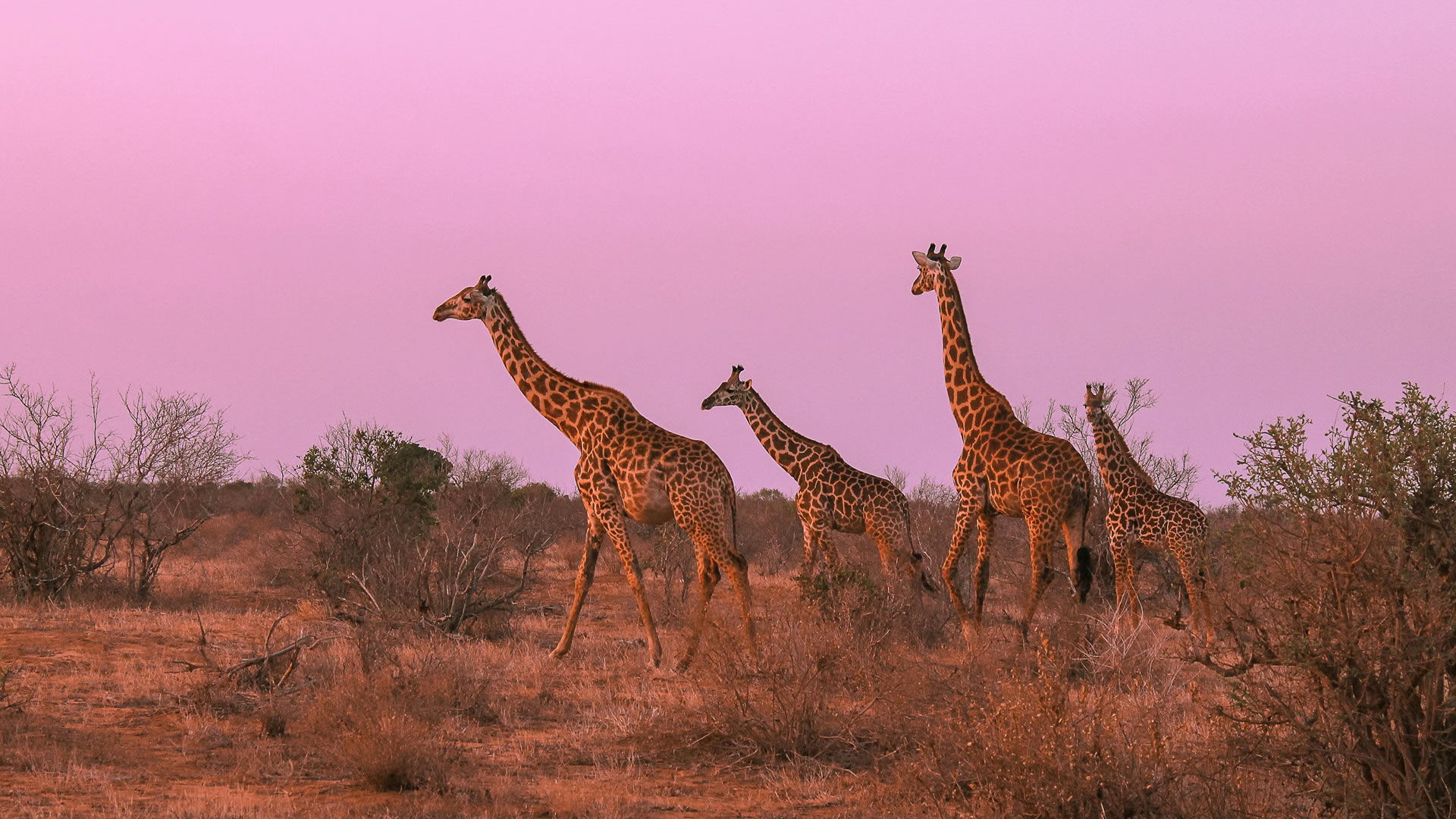 Tsavo West, Kenya