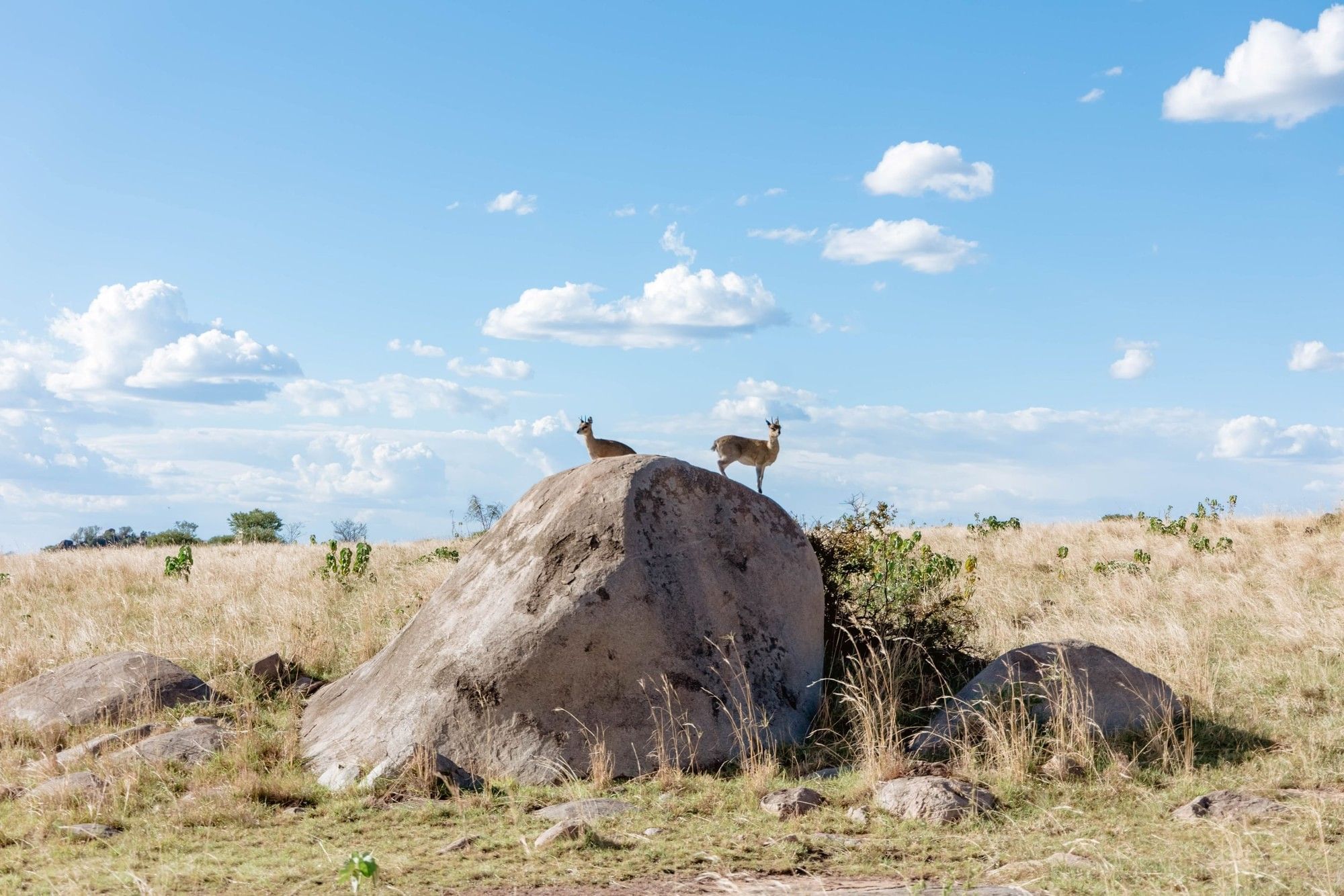Serengeti Serena Camp, Central Serengeti, Kenya