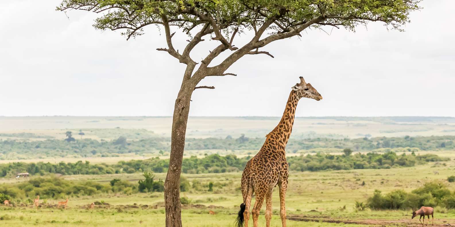 Central Serengeti, Kenya