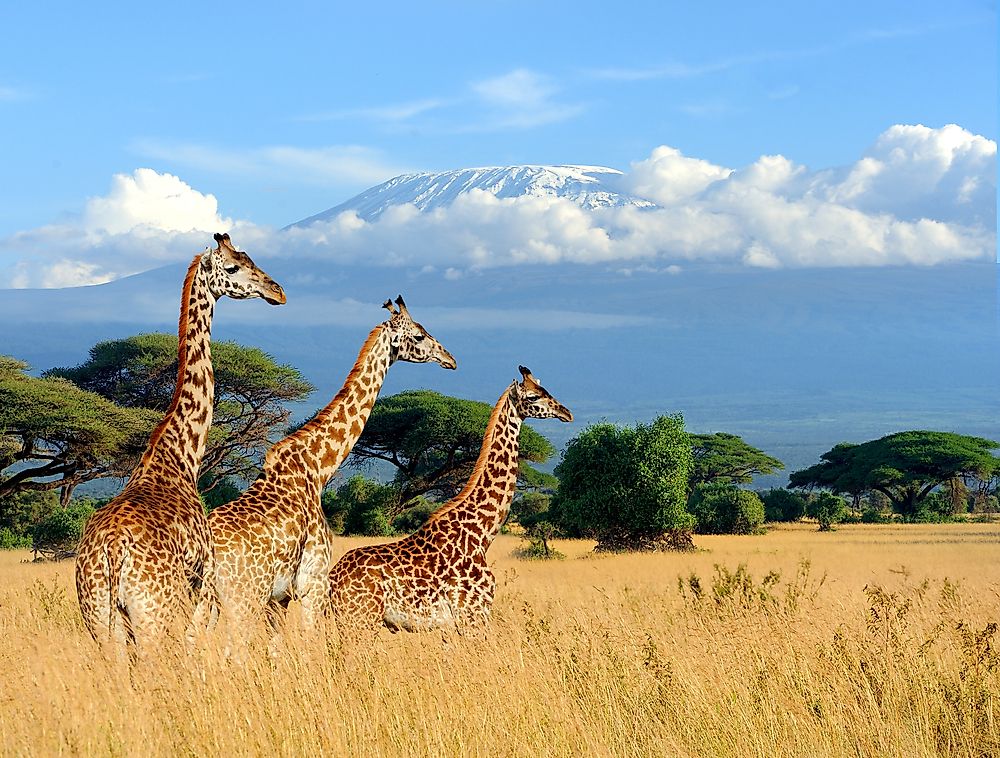 Central Serengeti, Kenya