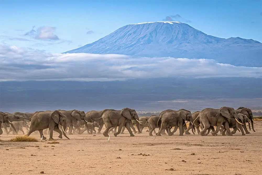 Central Serengeti, Kenya