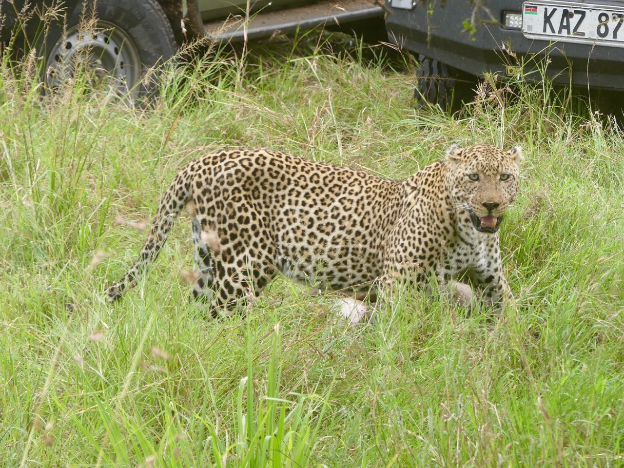 Night Game Drive