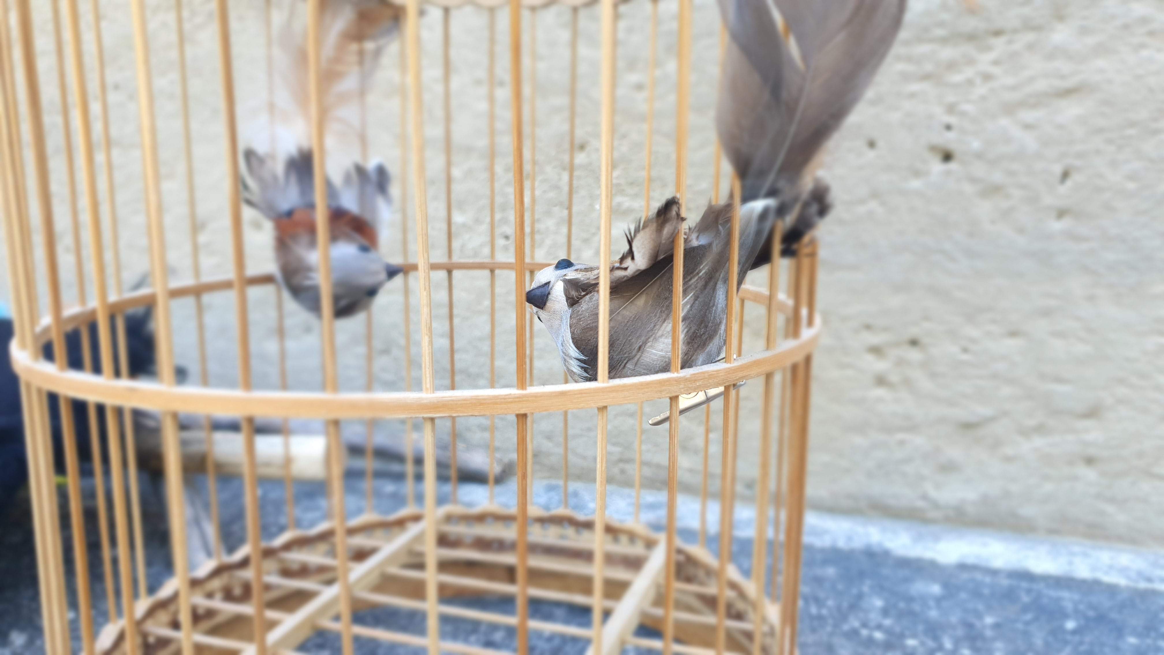 Kinderoper „Die kleine Zauberflöte"