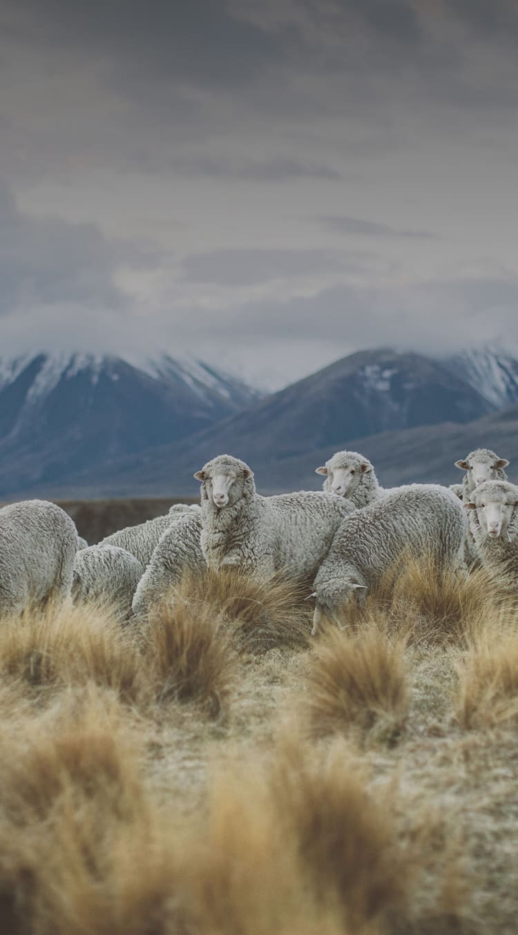 Is Merino Wool Sustainable? — MAKE FASHION BETTER