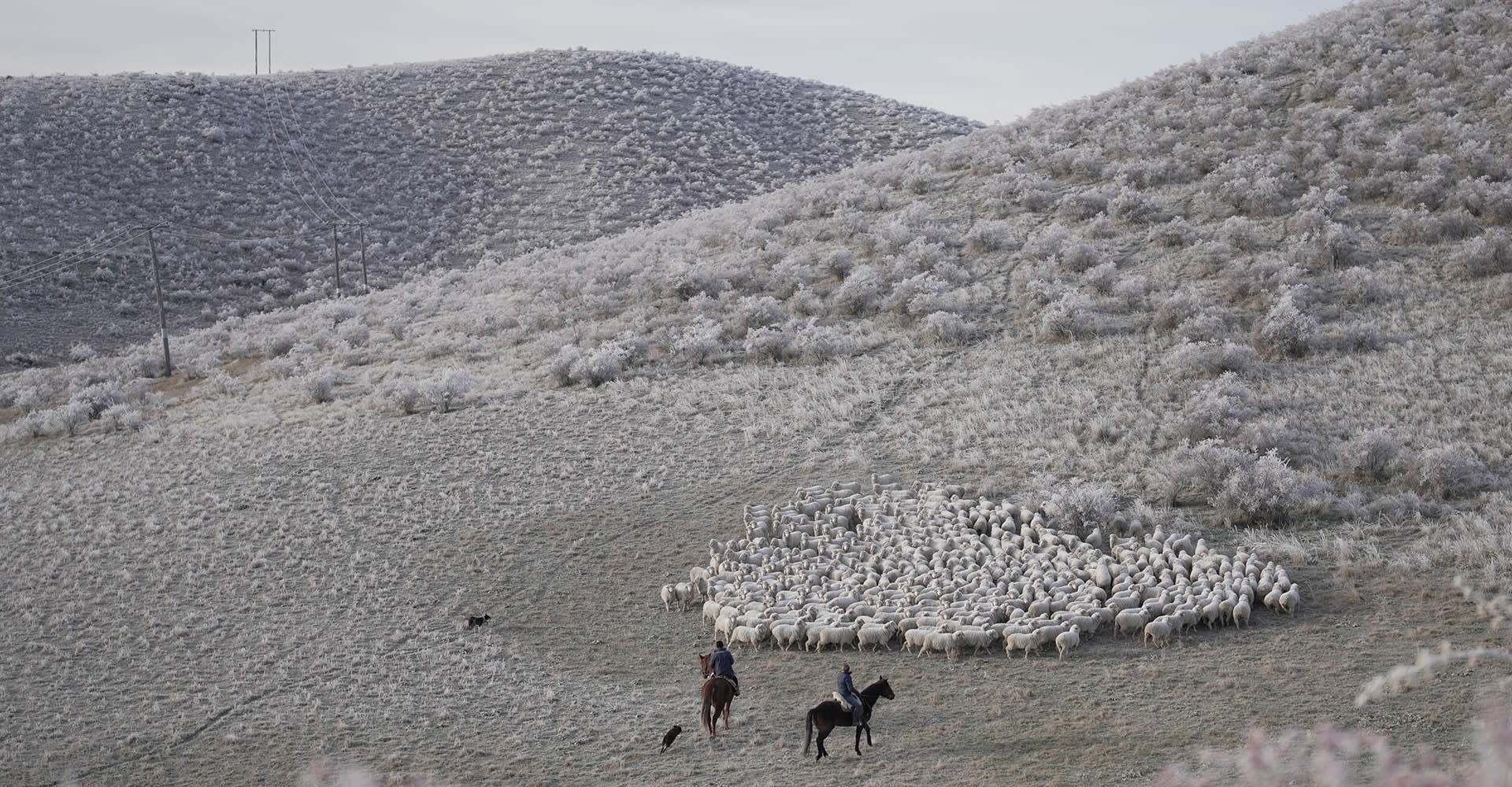 Two icebreaker merino growers on horse back herding sheep