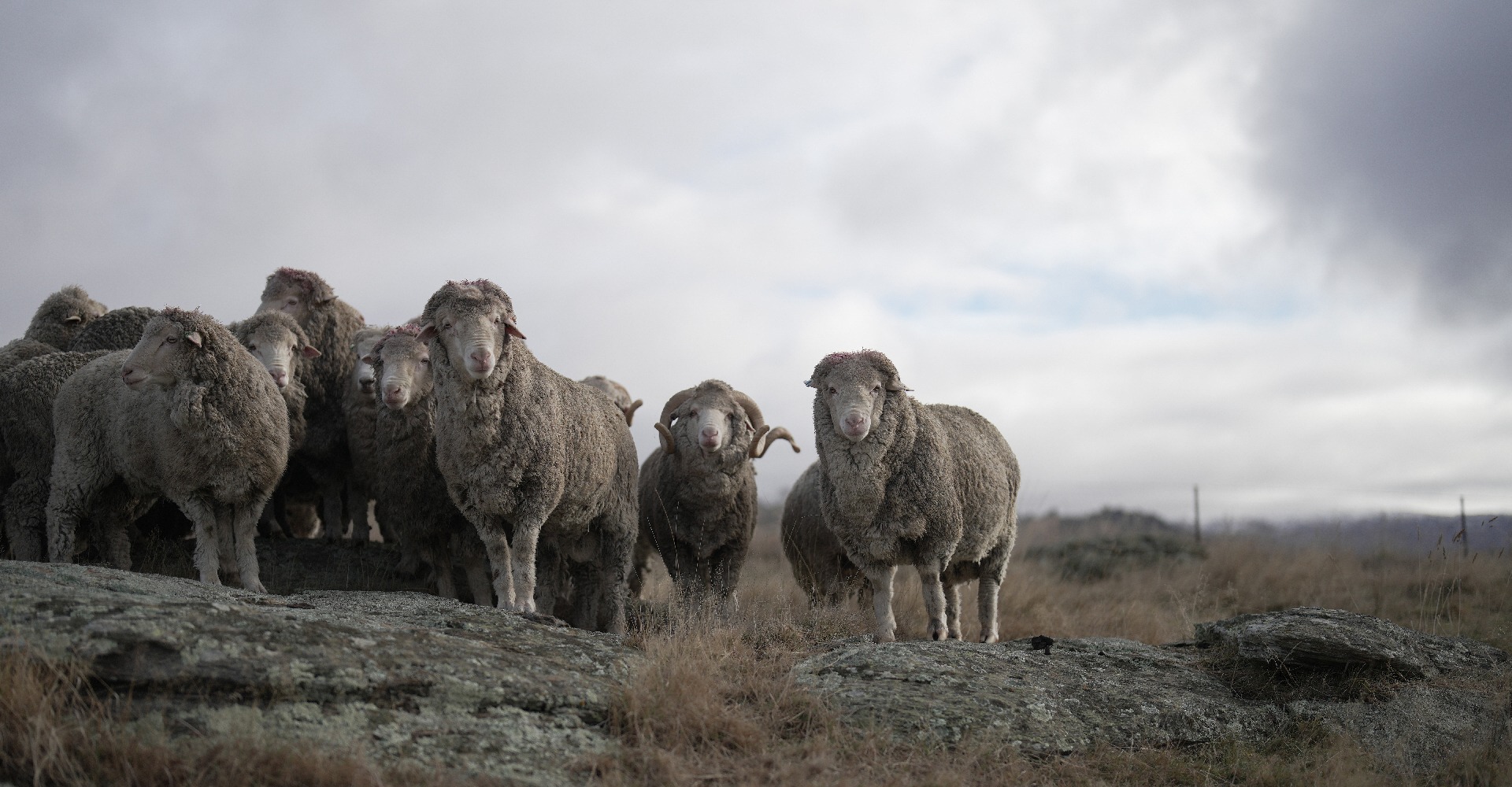 merino sheep in a paddock