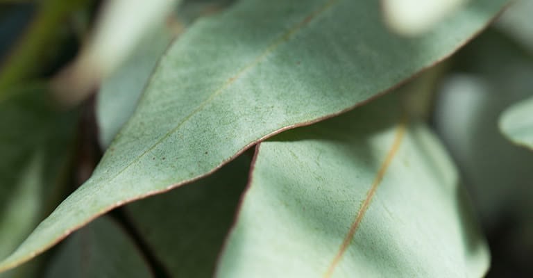 eucalyptus leaf