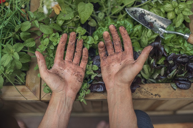 Hands gardening