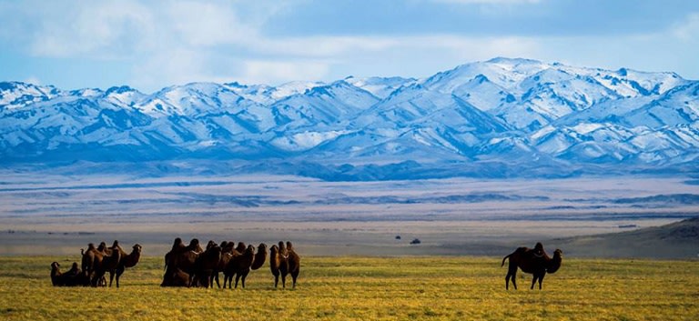 Camels in Gobi desert