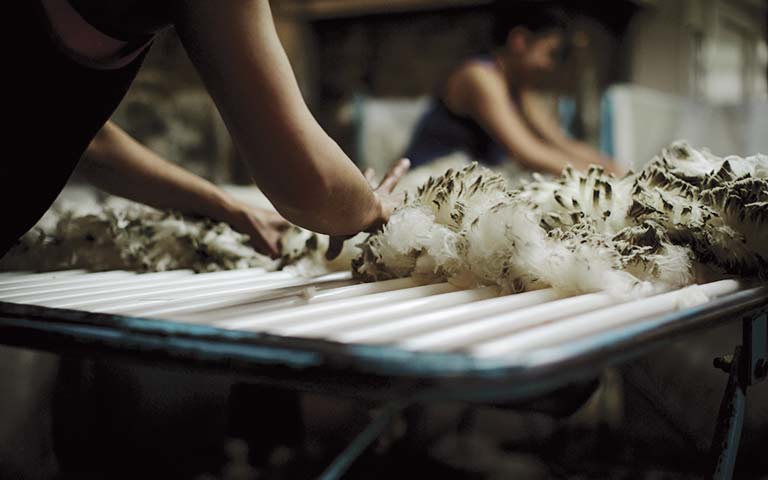 La laine mérinos : une alternative éthique et durable – Ankore