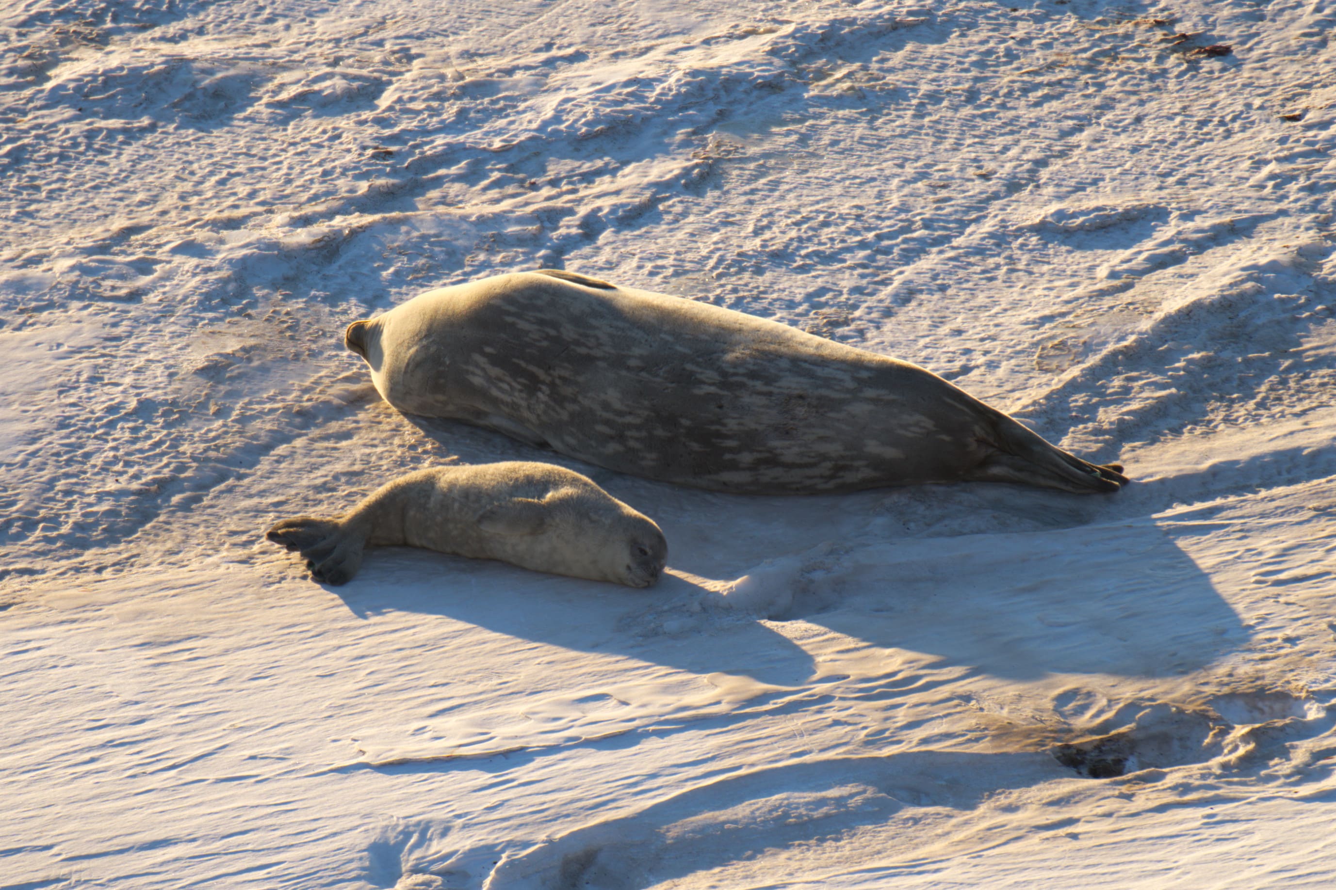 A seal and its baby sunbathing on the ice.