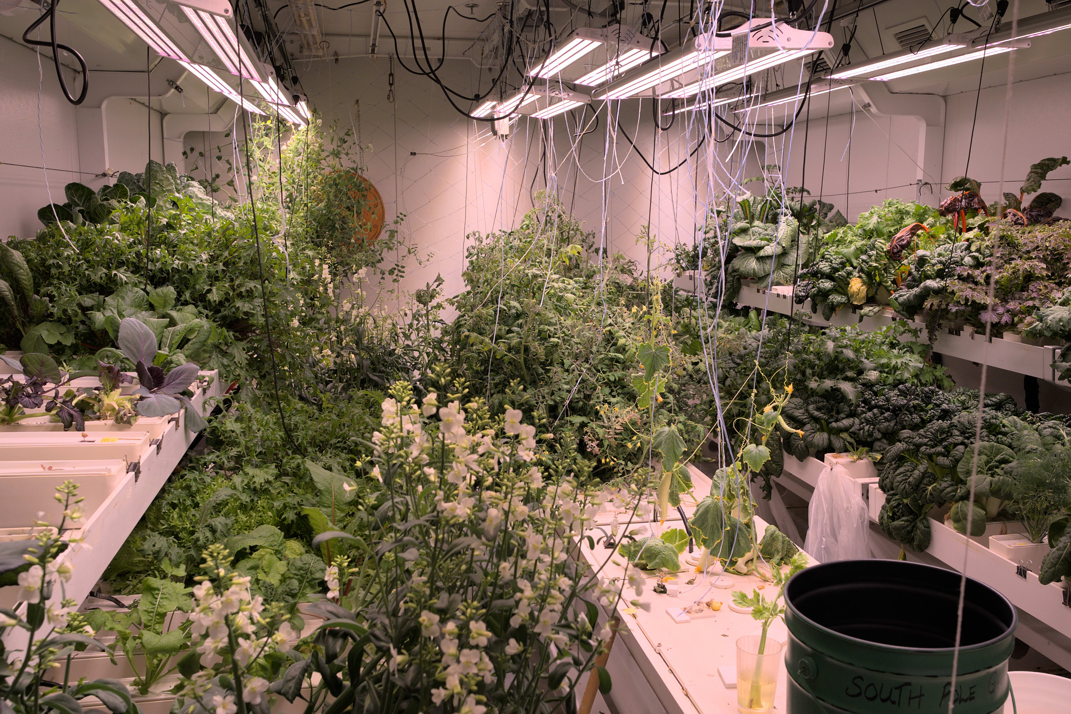 South Pole greenhouse full of healthy looking plants.