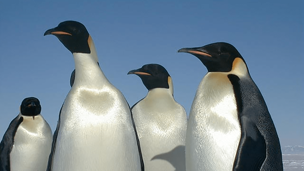 life-at-pole-animals life-at-pole-animals